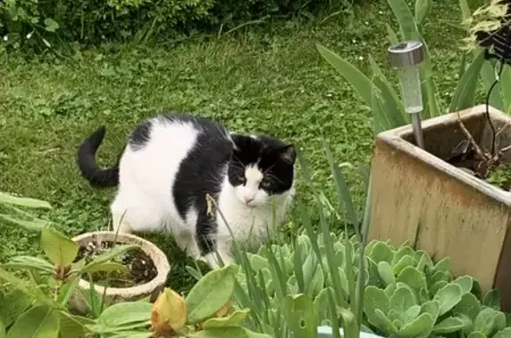 Chat noir/blanc perdu à Viry-Noureuil - photo