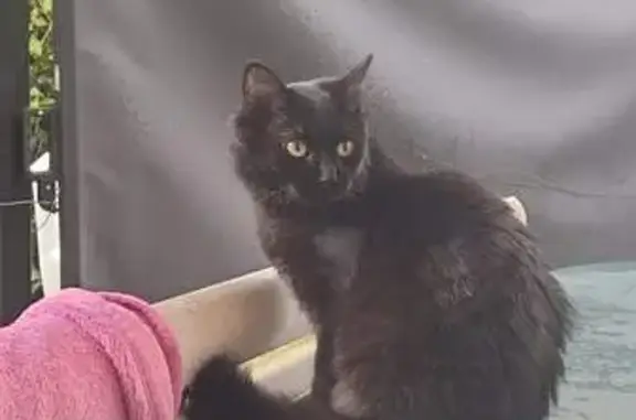 Chat trouvé Épinal, photo: Chatte noire trouvée à Épinal