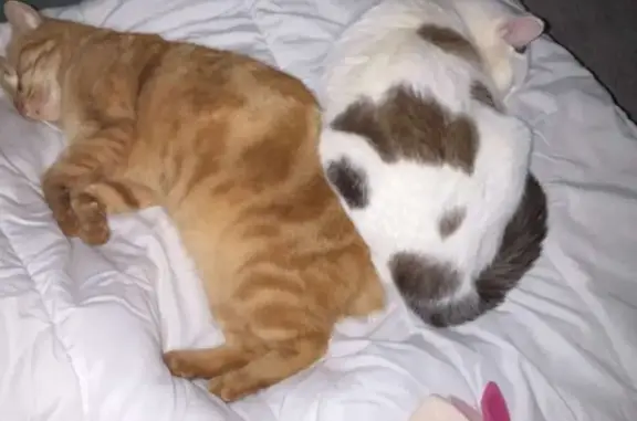 Animaux perdus , photo: Chatte perdue à Golbey - Pucée