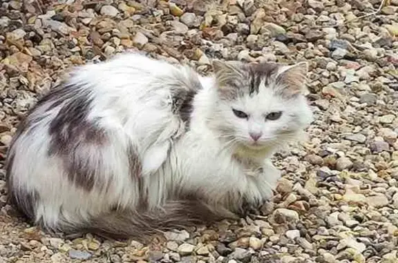 Chat errant nourri à Cercottes - photo