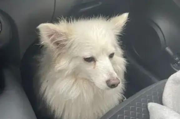 Chien blanc type loup perdu - photo