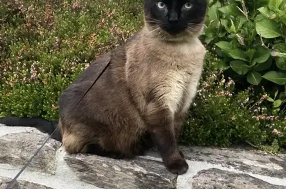 Chat perdu, Saint-Grégoire, photo: Chat siamois perdu à Saint-Grégoire