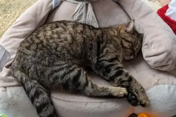 Animaux perdus , photo: Chat Rocky perdu - Cauzac