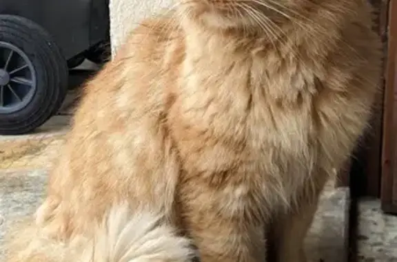 Chat roux retrouvé à Ceyzériat - photo