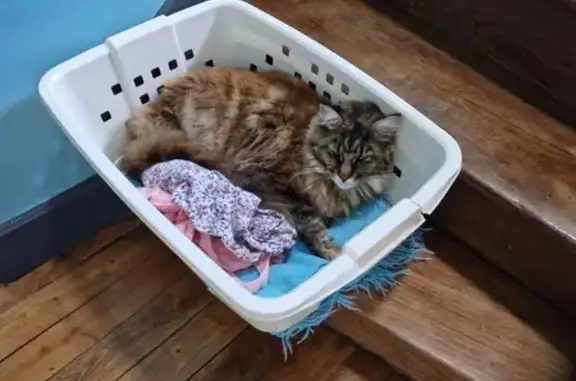 Animaux perdus Châteauroux, photo: Chat Maine Coon perdu, Châteauroux