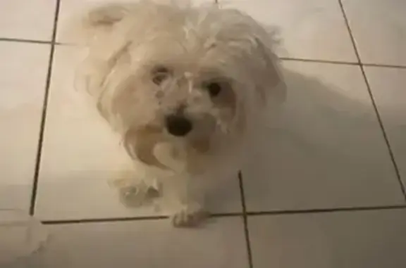 Lost Maltipoo in Chicago - Pink-Nosed Pup!