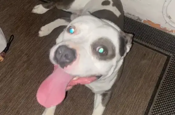 Found Sweet Male Pit Bull on Brice Road!