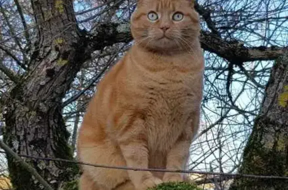 Chat perdu, Metz, photo: Mouki, chat roux perdu à Sarreguemines