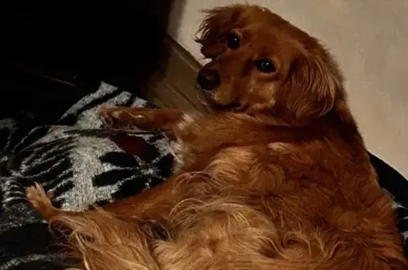 Chien perdu Nogent-sur-Seine, photo : Loulou, croisé golden perdu