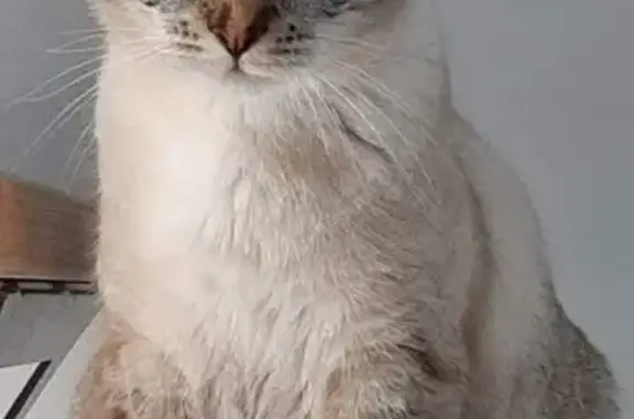 Chat perdu, Montgermont, photo: Chaton égaré à Montgermont