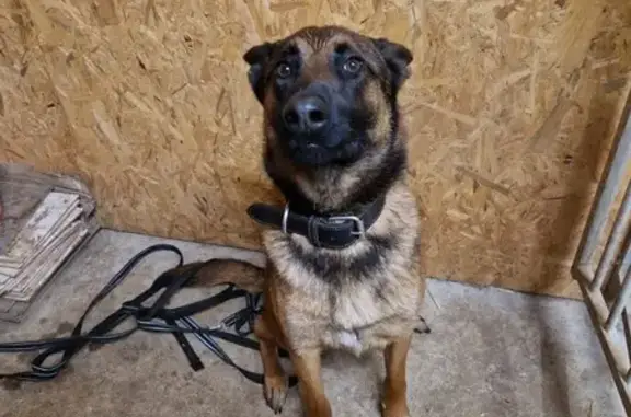 Trouvé: Chien sociable à Sorans - photo