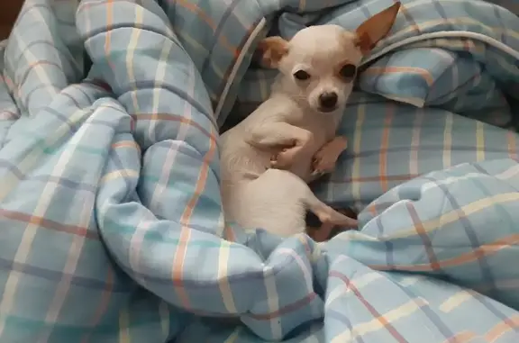 Lost Female Chihuahua - North Otis St, Marion