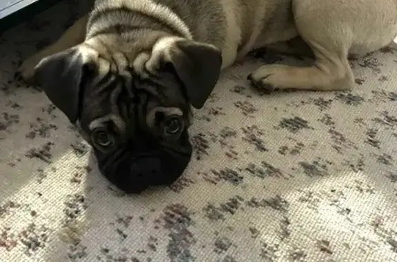Chien perdu Limoges, photo : Alerte: Carlin-Bouledogue Fugitif