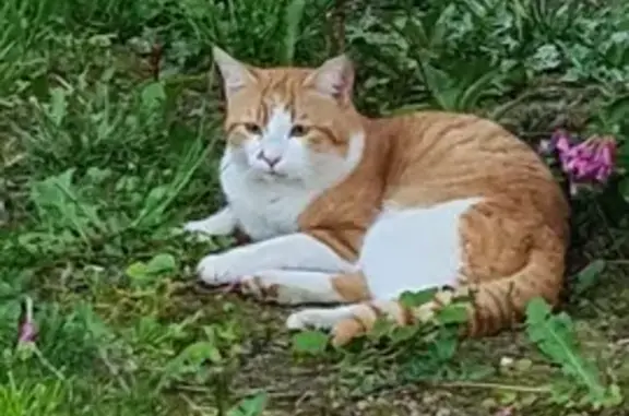 Chat roux perdu à Scionzier - photo