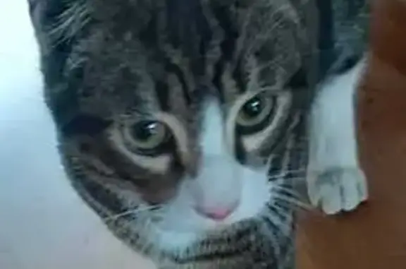 Chat tigré perdu retrouvé à Lille - photo