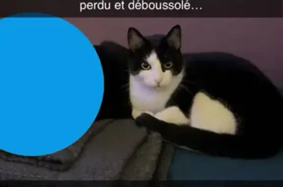 Chat perdu, Nancy, photo: Chat noir et blanc perdu à Nancy