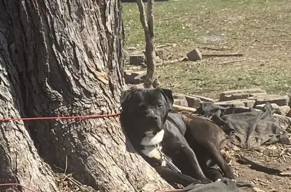 Lost Pit Bull Zeus in Indianapolis - Help!