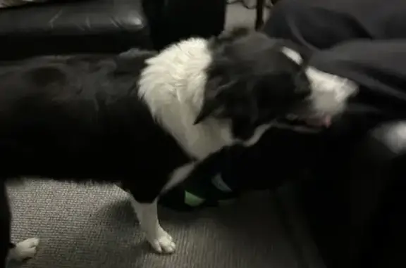 Found Dog: Border Collie in Robe - Call Margie!