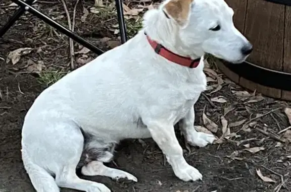 Lost White Jack Russell in Bayside - Help!