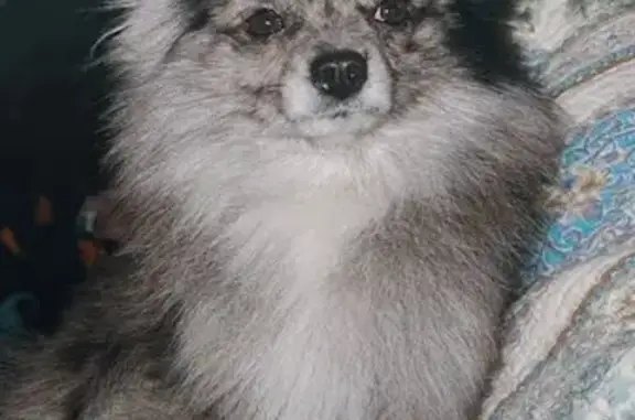 Lost Merle Pom Male - New Albany, MS #1533