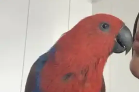 Lost Red Eclectus Bird - Call...