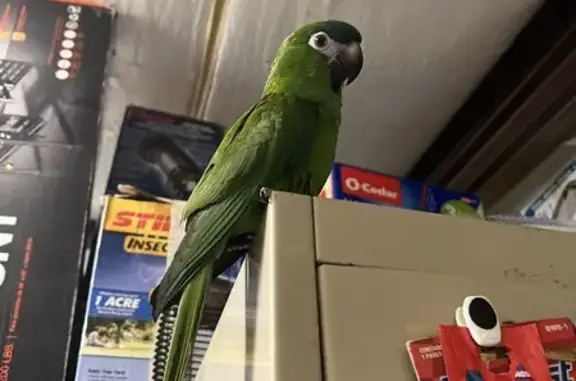 Lost Macaw in Harvey, IL: Help...