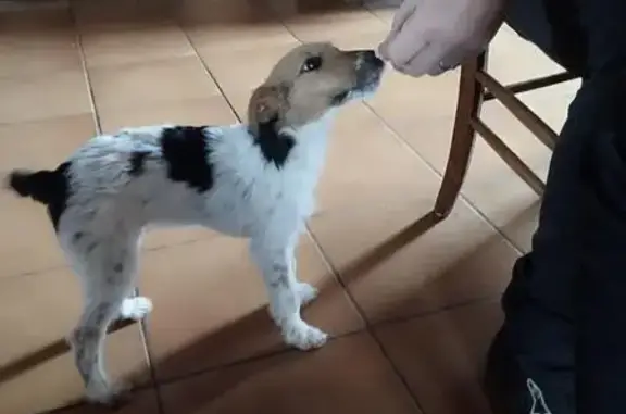 Chien perdu , photo : Chiot Noisette perdu à Champagnac