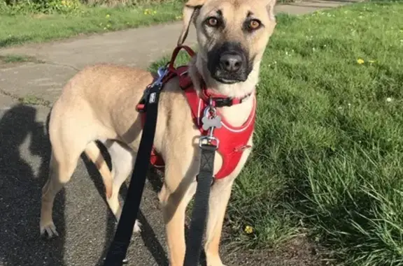 Chien perdu Ludres, photo : Chienne croisée peureuse perdue