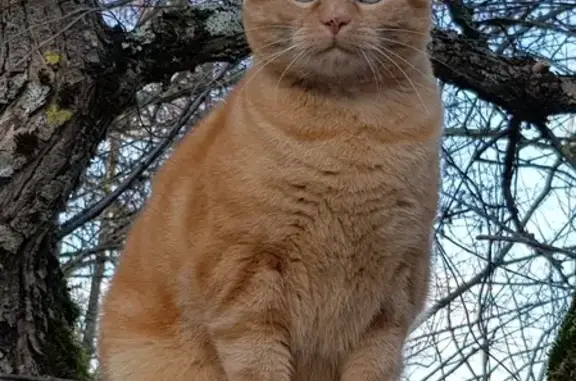 Chat perdu, Sarreguemines, photo: Mouki, chat roux perdu à Sarreguemines