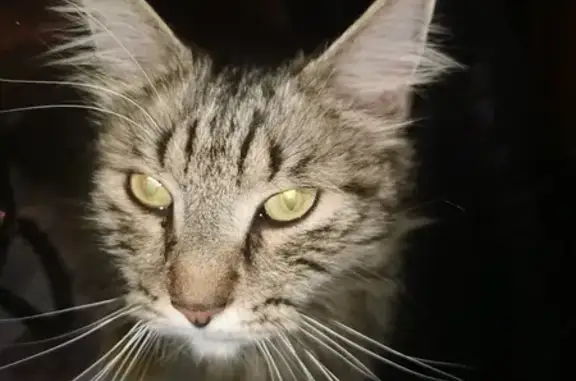 Chat 274 RYF trouvé à St-Léger - photo
