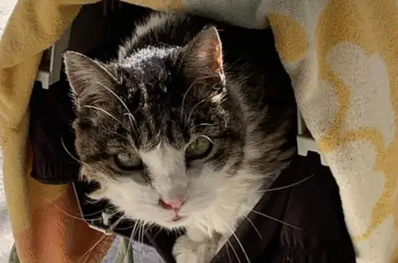 Chat perdu, Maussane-les-Alpilles, photo: Chatte tigrée perdue à Maussane