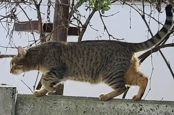 Lost Tabby Cat in Cape Town - Help Find Her!