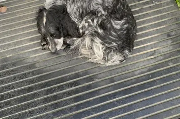 Chien Setter blessé trouvé Loc-Eguiner - photo