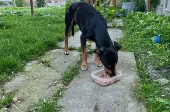 Chien perdu , photo : Chien sauvé fugue à Grugies