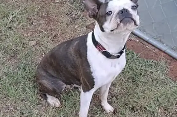 Lost Boston Terrier in Pretoria - Help Find Him!