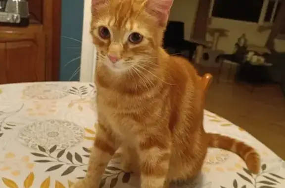 Chat roux sociable trouvé à Dijon - photo