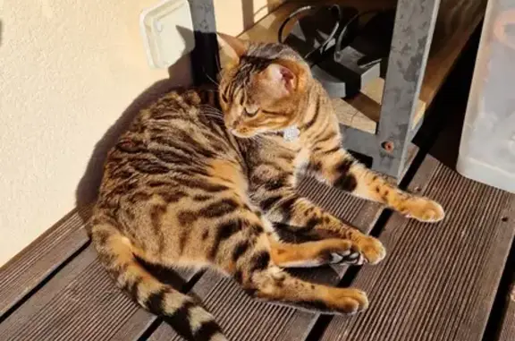 Chat perdu, Mougins, photo: Perdue: Bengal femelle pucée, Mougins