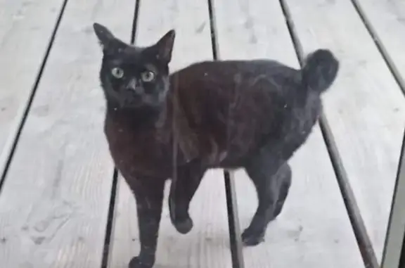 Chat noir sociable trouvé à Ségreville - photo