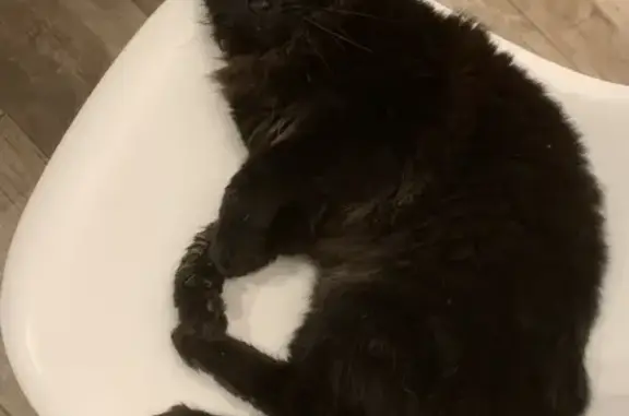 Animaux perdus L'Isle-Jourdain, photo: Chat noir aux yeux malades perdu