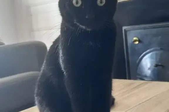 Chat perdu, Villeurbanne, photo: Chat peureux perdu - Villeurbanne