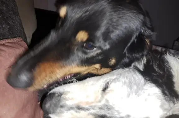 Alerte: 2 Chiens Perdus à Sainte-Cécile - photo