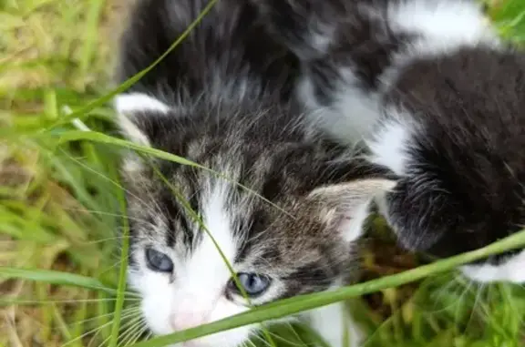 Chatons blancs/gris trouvés - photo