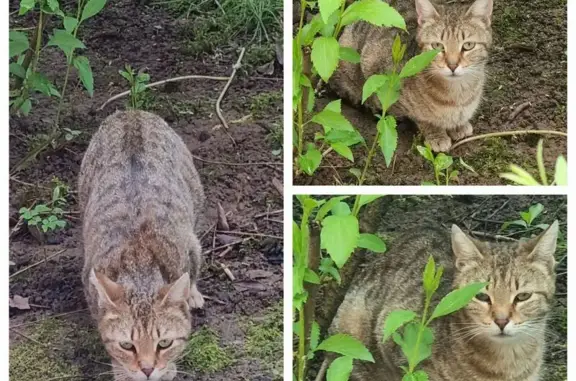 Chat gris perdu - Rue Paul Mieg - photo