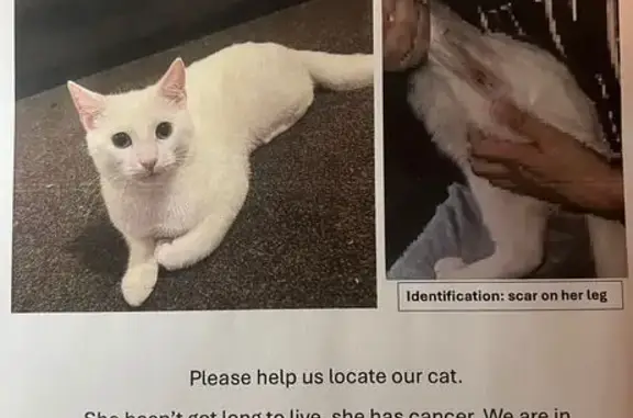 Lost White Cat Alaska with Leg Stitches