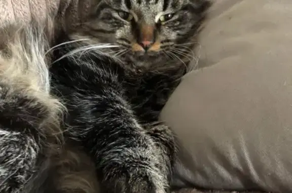 Animaux perdus Besançon, photo: Chat tigré noir perdu - Chaprais