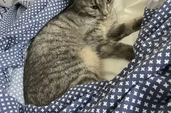 Animaux perdus Tilly-sur-Seulles, photo: Chat gris perdu à Tilly 28/04