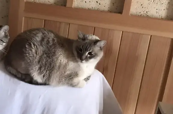 Animaux perdus Saint-Yrieix-sur-Charente, photo: Chat Tigroo disparu à Saint-Yrieix