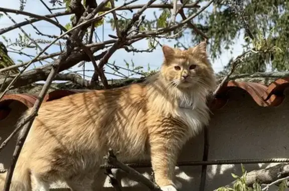Chat perdu, Pont-du-Château, photo: Chat norvégien perdu à Pont-du-Château