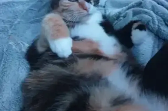 Animaux perdus , photo: Hermione, chat égaré, Moutiers