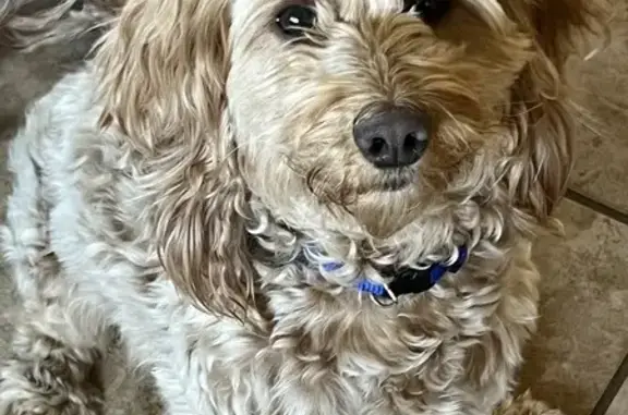 Help Find Daisy: Lost Mini Labradoodle in Moab